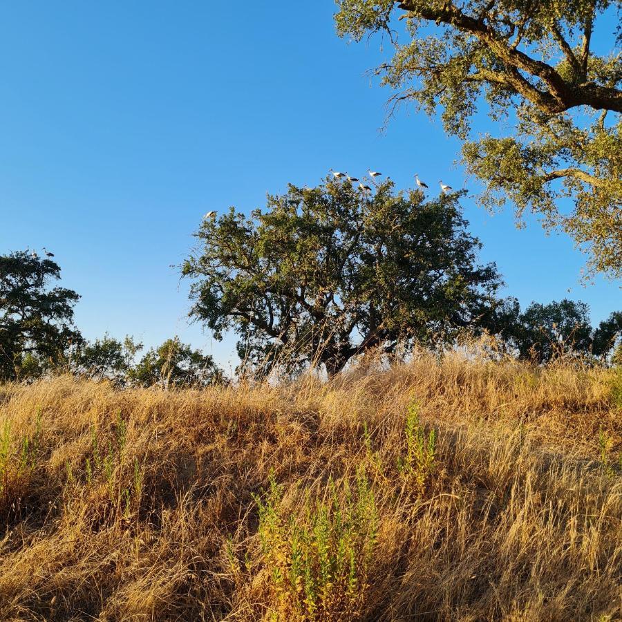 Villa Casa Magana Em Grândola Esterno foto